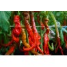 Pimento doce Lombardo - Sementes