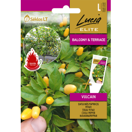 Pimento picante Vulcain - Sementes