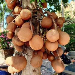 Abricó-de-macaco - Sementes
