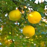 Yuzu - Planta