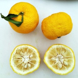 Yuzu - Planta