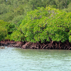 Mangue-vermelho - Planta