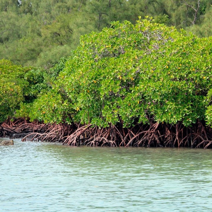 Mangue-vermelho - Planta