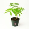 Flamboyant - Planta
