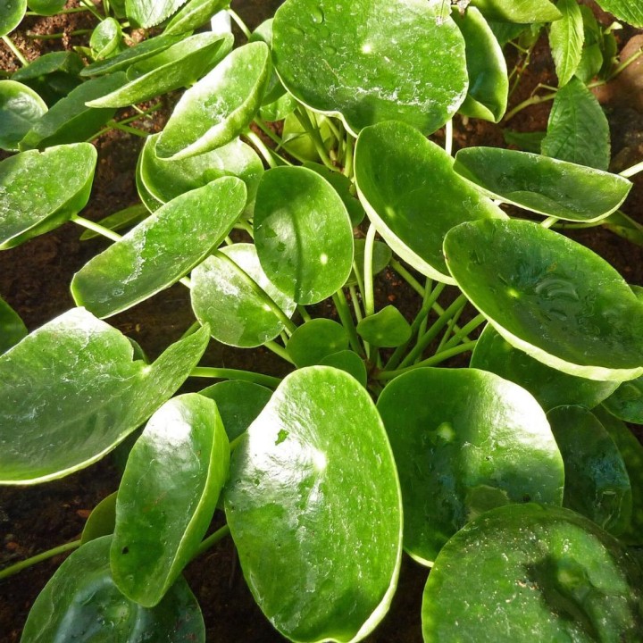 Pilea peperomioides planta para venda, a planta da moda para dentro de casa