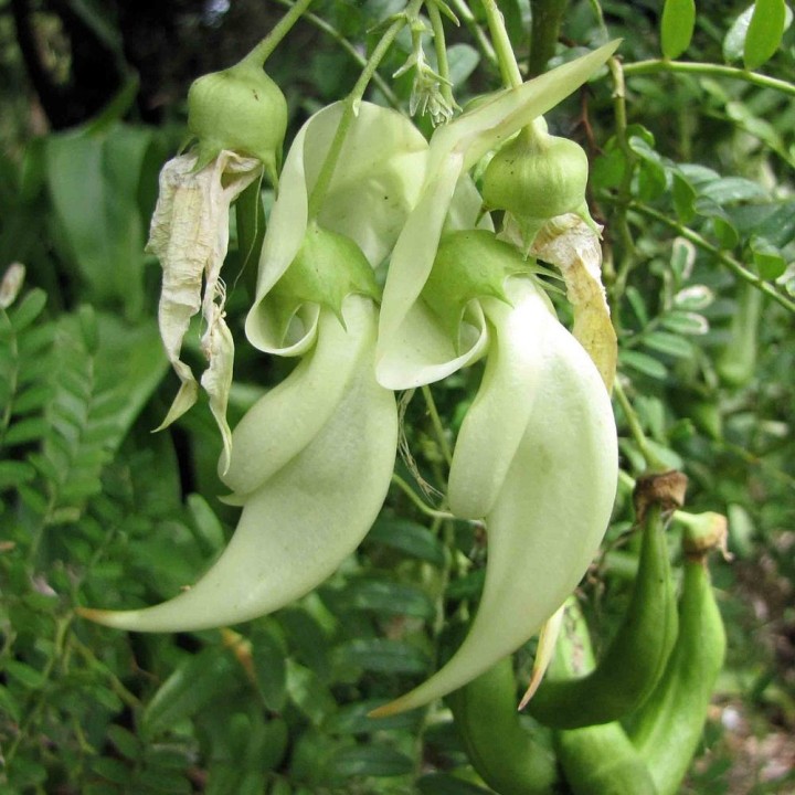 Bico-de-papagaio-branco - Sementes