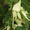 Bico-de-papagaio-branco - Sementes