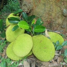 semillas jackfruit frescas artocarpus altilis arbol del pan