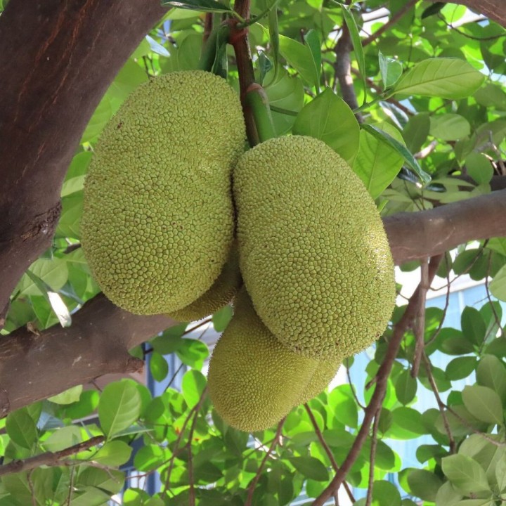 semillas jackfruit frescas artocarpus altilis arbol del pan