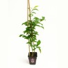 Yuzu - Planta