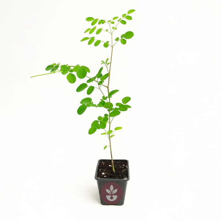 Planta de Moringa oleifera comprar online Moringas a buen precio