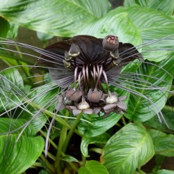 Flor-morcego - Planta