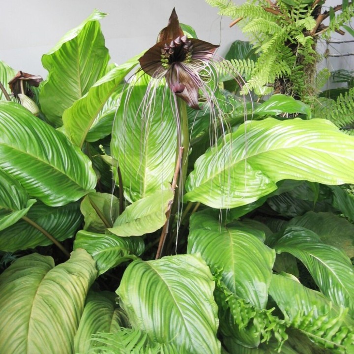 Flor-morcego - Planta