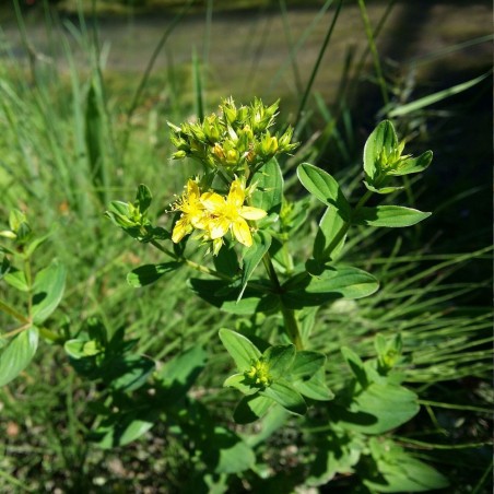 Hypericum tetrapterum - Sementes