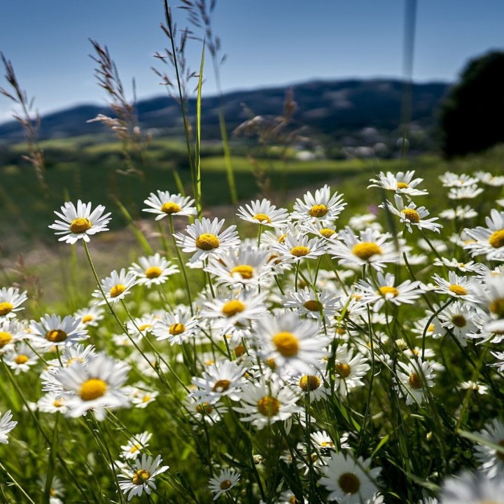 Sementes de Margaridas (Leucanthemum vulgare) | Loja de sementes