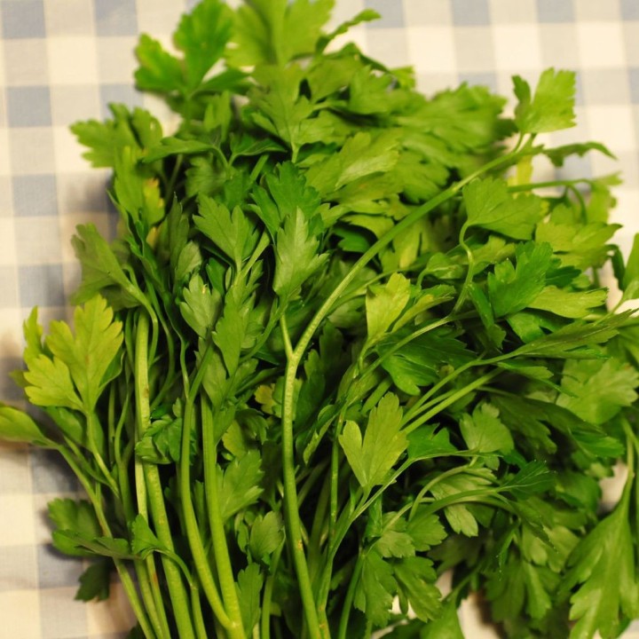 Sementes de salsa de folha lisa (Petroselinum crispum) ou salsinha para semear