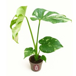 Monstera 'Thai Constellation' - Planta