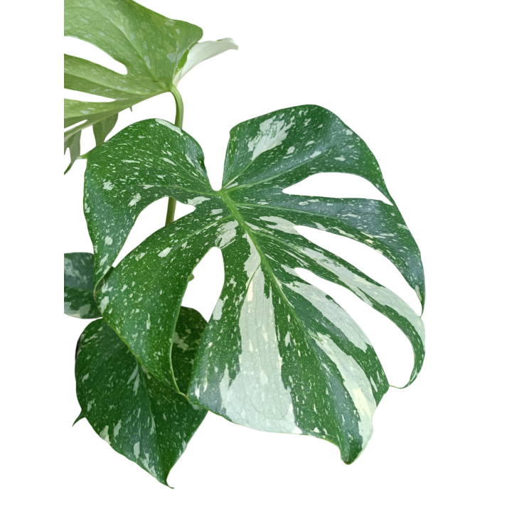 Monstera 'Thai Constellation' - Planta