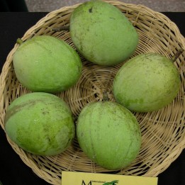 Mango Kopyor - Planta
