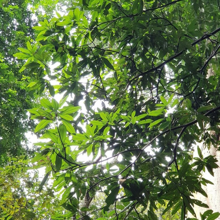 Mango Kopyor - Planta