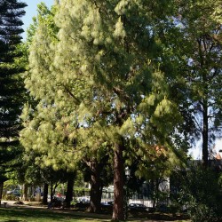 Pinheiro-da-austrália - Planta