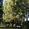 Pinheiro-da-austrália - Planta