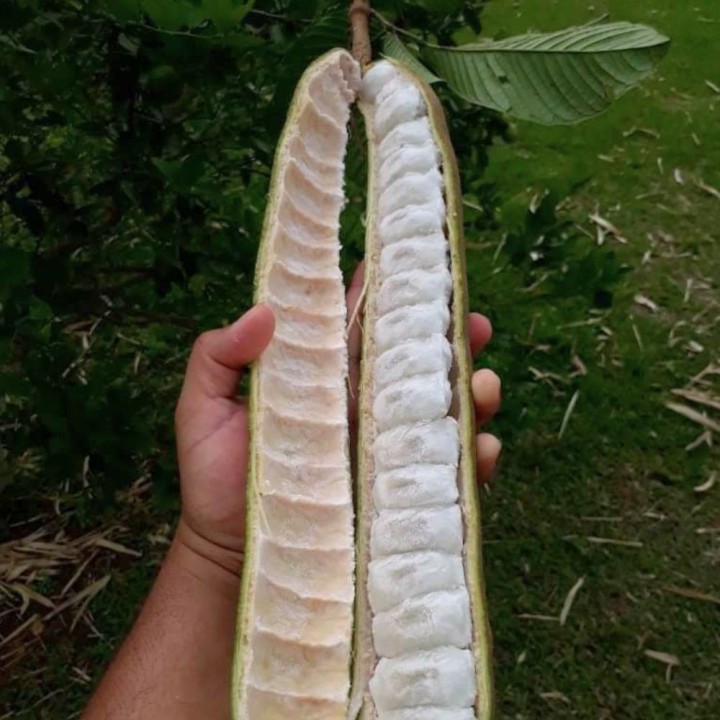 Inga - Planta