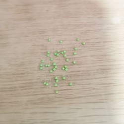 Begonia boliviensis, Bossa Nova - 10 sementes granuladas