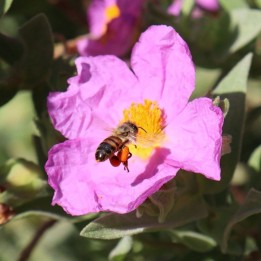 Prado Apícola Silvestre - Sementes