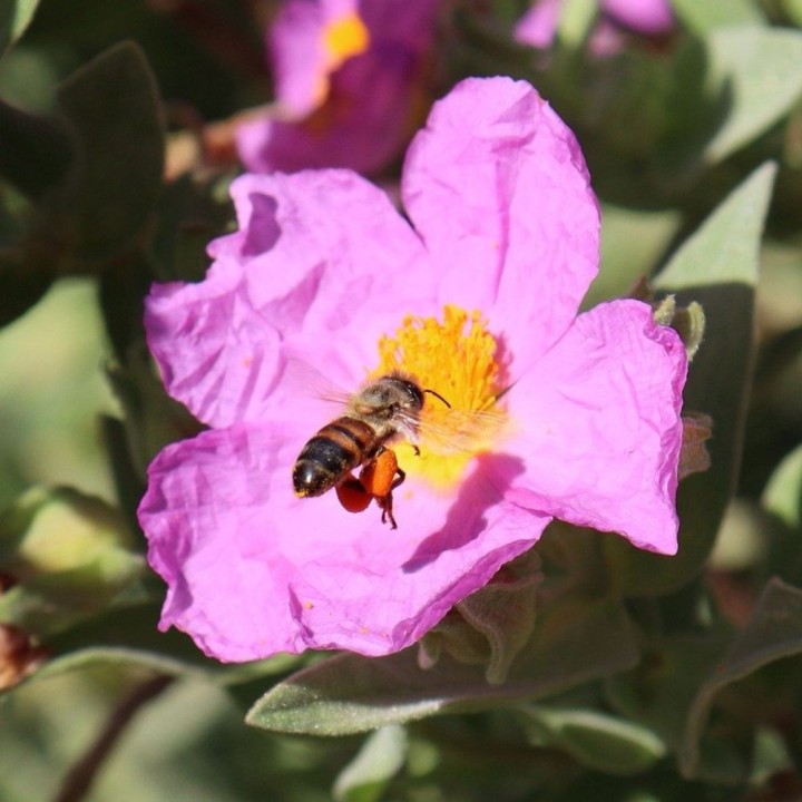 Prado Apícola Silvestre - Sementes