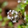 Prado Apícola Silvestre - Sementes