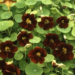 Capuchinha Black Velvet - Sementes