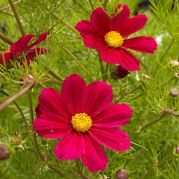 Cosmos bipinnatus Versailles Carmine - sementes