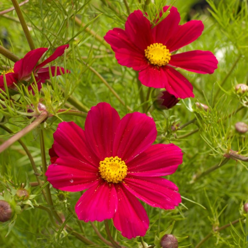 Cosmos bipinnatus Versailles Carmine - sementes