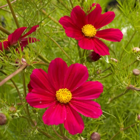 Cosmos bipinnatus Versailles Carmine - sementes