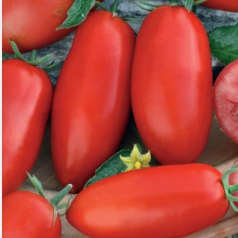 Tomate Zyska - Sementes