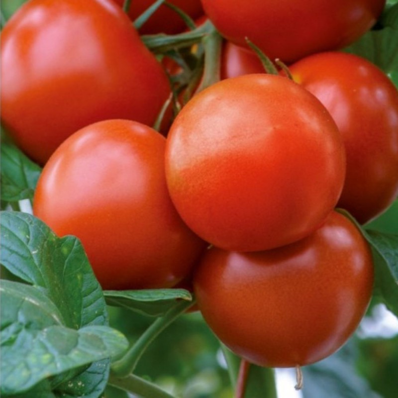 Tomate Saint Pierre - Sementes