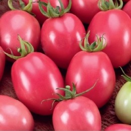 Tomate Ovo Rosa Tailandês - Sementes
