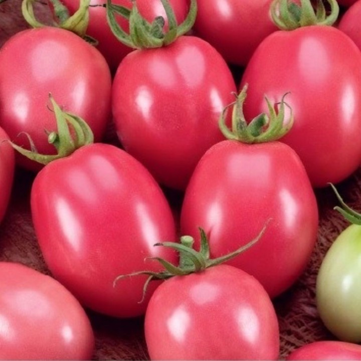 Tomate Ovo Rosa Tailandês - Sementes