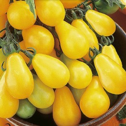 Tomate Pêra Amarela - Sementes