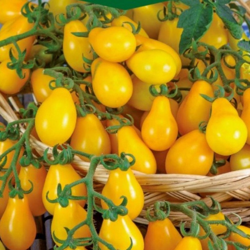 Tomate Perun - Sementes