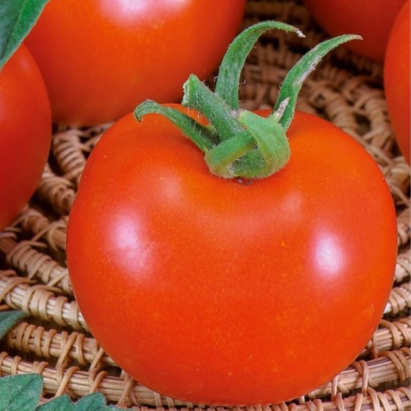 Tomate Betalux - Sementes