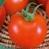 Tomate Betalux - Sementes