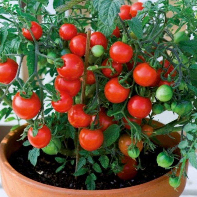 Tomate Vilma - Sementes