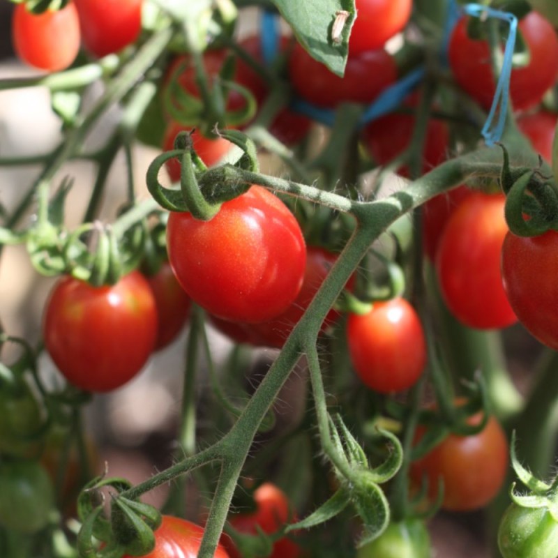 Tomate Capuz Framboesa - Sementes