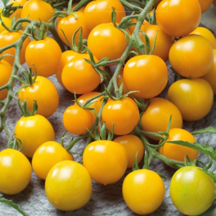 Tomate Coroa Dourada - Sementes