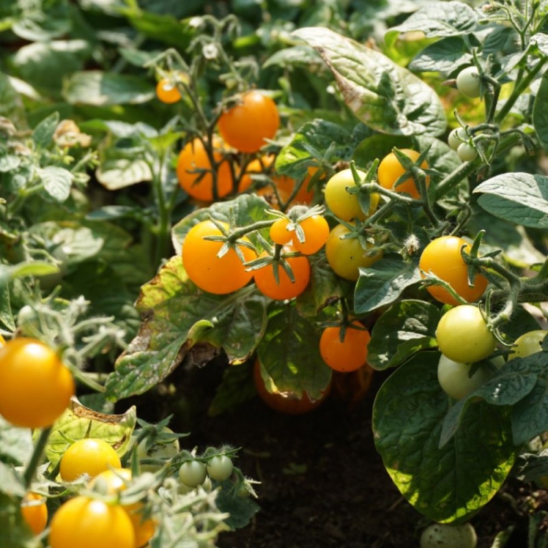 Tomate Vénus - Sementes