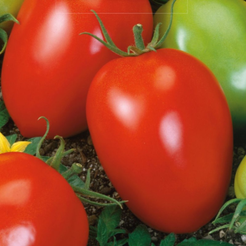 Tomate Šejk - Sementes