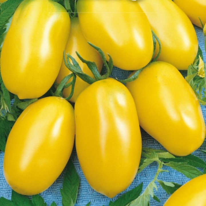 Tomate Taiko - Sementes