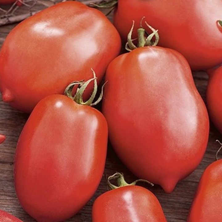 Tomate Salus - Sementes